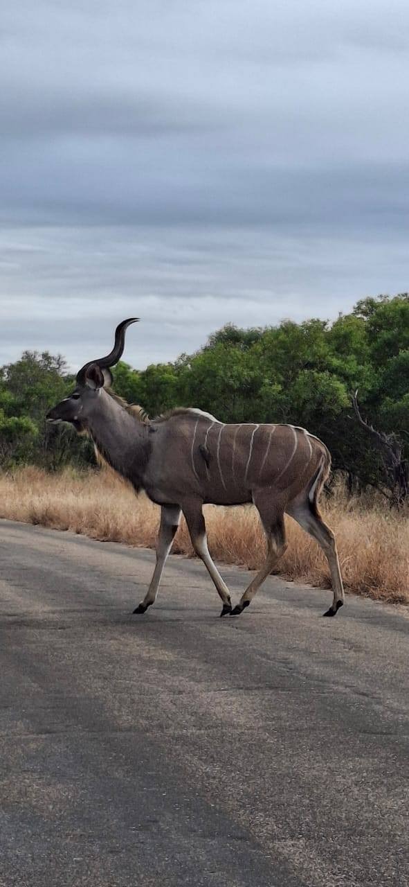 kudu_1.jpg