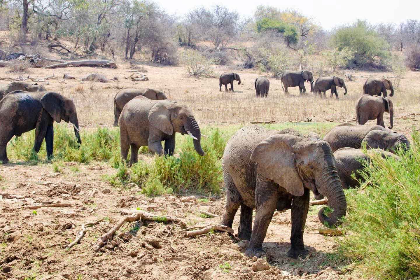 olifante_1.jpg