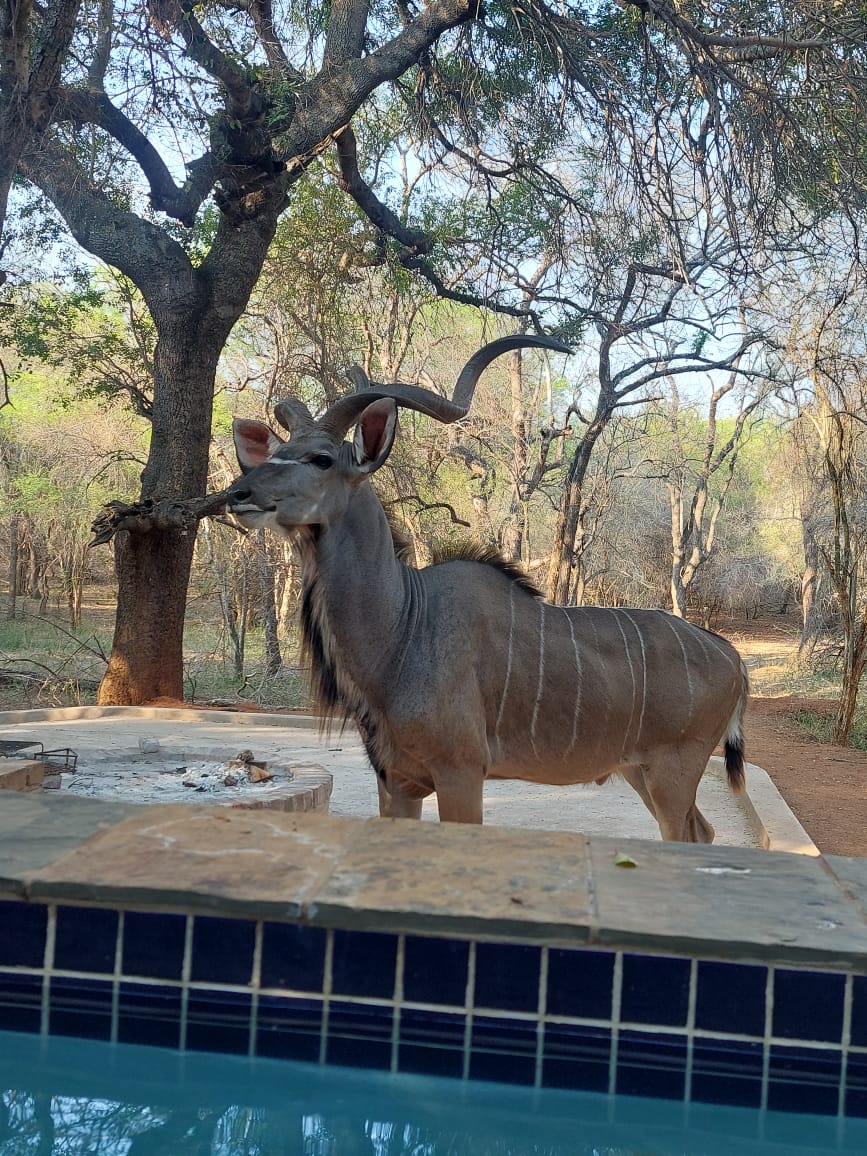 kudu_marloth_2.jpg